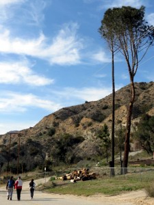 Angeles Forest Wildwood