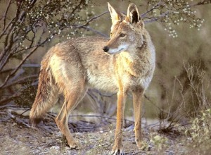 coyote image