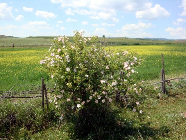 DSC01485.JPG