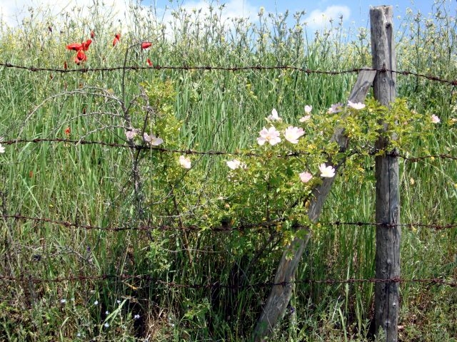 DSC01487.JPG