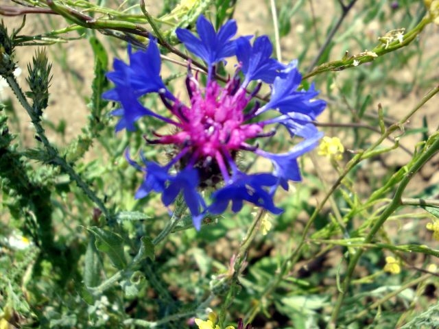 DSC01489.JPG