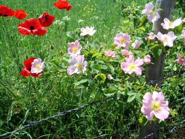 DSC01500.JPG