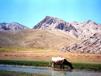 AK9681713