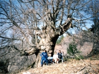 BOZ934416