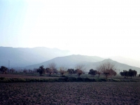 BOZ944313