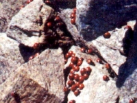 BOZ944338
