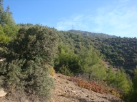 DSC07865