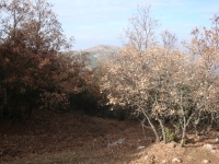 DSC07906