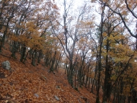 DSC07826