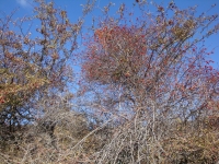 DSC07768