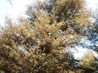 KIZ01060919
