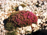 KIZ01061047