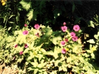 KAC9672672