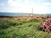 KAZ956110SAKRAN