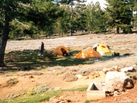 MURAT020906251