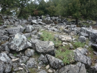 DSC07636