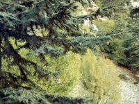 TAH95100821