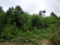 DSC04454