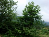 DSC04458