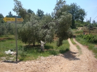 DSC09096