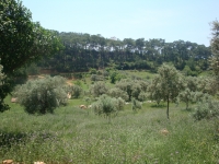 DSC09110