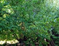 Kızılcık(Kiren)
