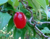 Kızılcık(Kiren)