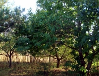 Kese Köyü