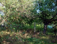 Kese Köyü