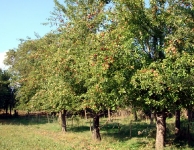 Kese Köyü