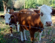Kese Köyü