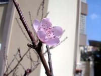 DSC07537