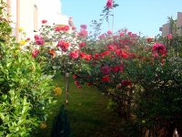 DSC08704