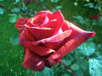 DSC08710