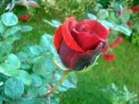 DSC08711