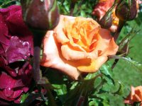 DSC08909