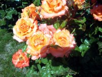 DSC08911