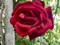 0BD2783C-F3B3-4E78-82CE-B409AB2D0A5C-scaled