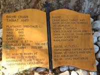 Bayir Cinari