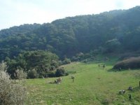 Behzat Tepesi 1.Manastır Düzlüğü