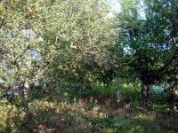 20090917279