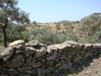 DSC00983