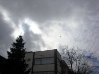 81
