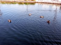 IMG_4350