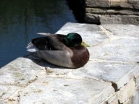 IMG_4357