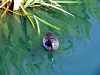 IMG_4375