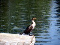IMG_4457