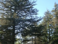 DSC07157