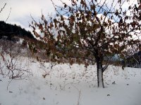DSC03718