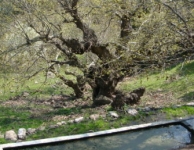 Dumanlıdağ